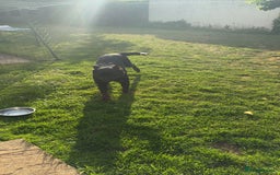 Rottweiler dogs for sale: Phoenix - female rottweiler  - Image 4