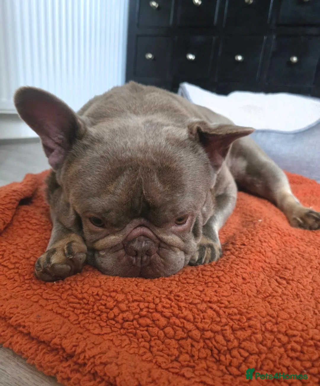 French Bulldog dogs for sale: Beautiful frenchie  in Stevenage - Advert 2