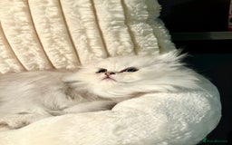 Persian cats for sale: TICA reg Silver & Golden Chinchilla Persians  - Image 3