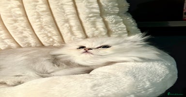 Persian cats - Advert 7