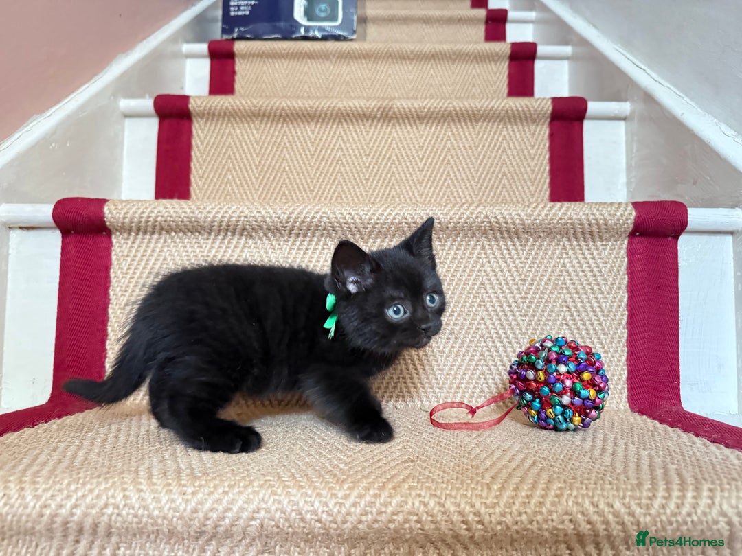 British Shorthair cats for sale: British Shorthair x Persian Kittens Available Now! - Advert 18