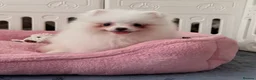 Pomeranian dogs for sale: Tiny White snow Pomeranian Puppies  - Advert 20