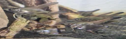 Angelfish fish for sale: Home Bred Blue Smokey / Pinoy Angelfish 2.5cm  - Advert 11