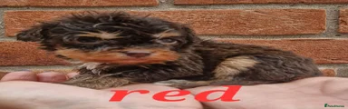 Cockapoo Puppy 2
