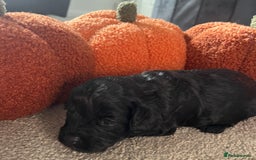 Cavapoo dogs for sale: Beautiful cavapoo puppies 🐾 - Image 14