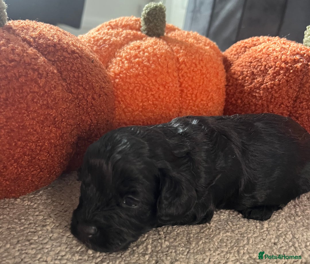Cavapoo dogs for sale: Beautiful cavapoo puppies 🐾 - Image 14