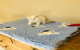 Ragdoll cats for sale: GCCF Reg Lilac Bicolour RAGDOLL  - Image 5