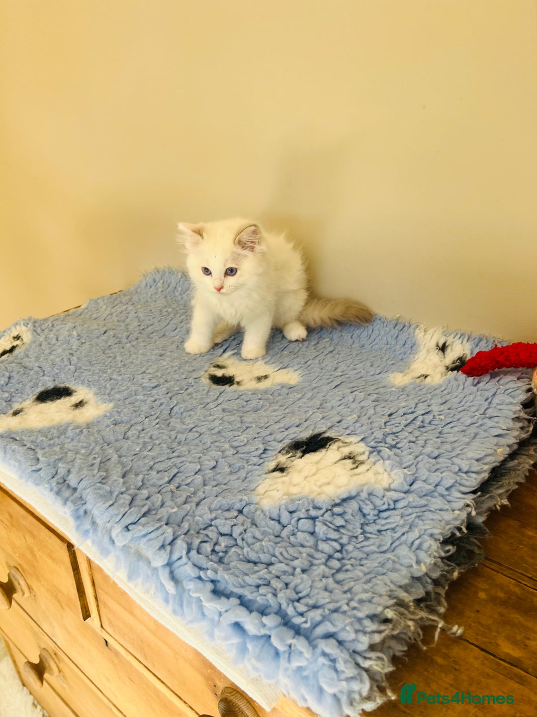 Ragdoll cats for sale: GCCF Reg Lilac Bicolour RAGDOLL  - Image 5