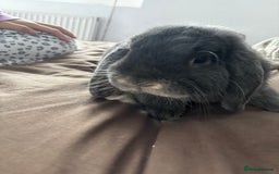 Mini Lop rabbits for sale: Mini loop  - Advert 11