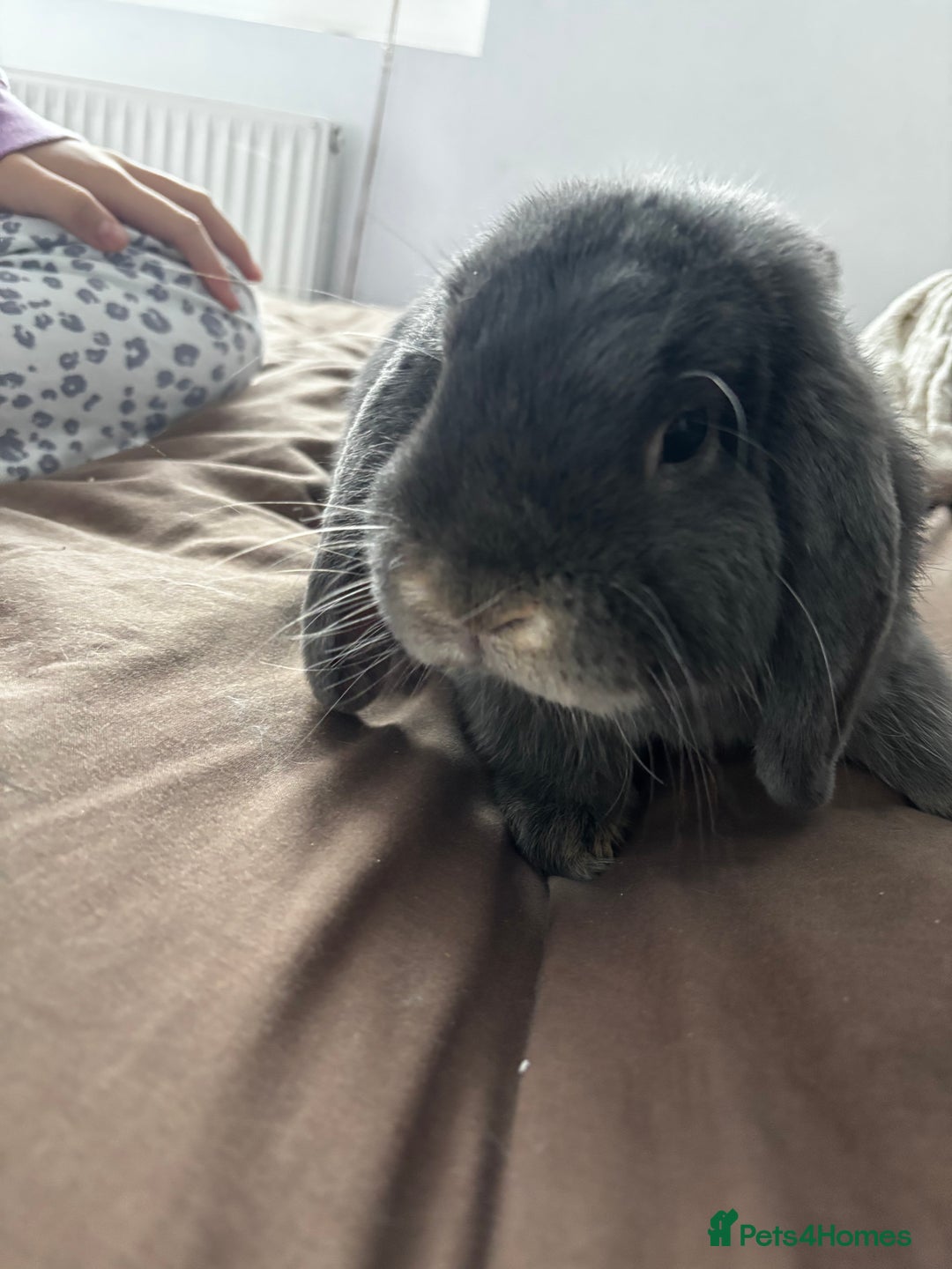 Mini Lop rabbits for sale: Mini loop  - Advert 11