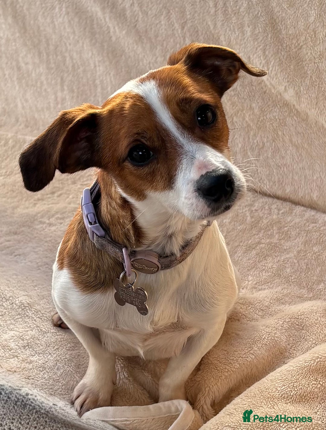 Jack Russell dogs for sale: Jack Russell Puppies… - Advert 30