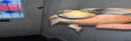 Turtle reptiles for sale: 2x Orange belly side neck with full setup - Advert 9