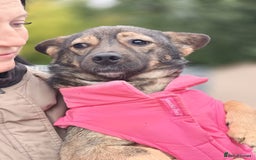 Mixed Breed dogs for adoption: 💖🐶 KELLY 🐶💖 - Image 13