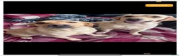 Labrador Retriever dogs for sale: Our beloved family pets  - Advert 2