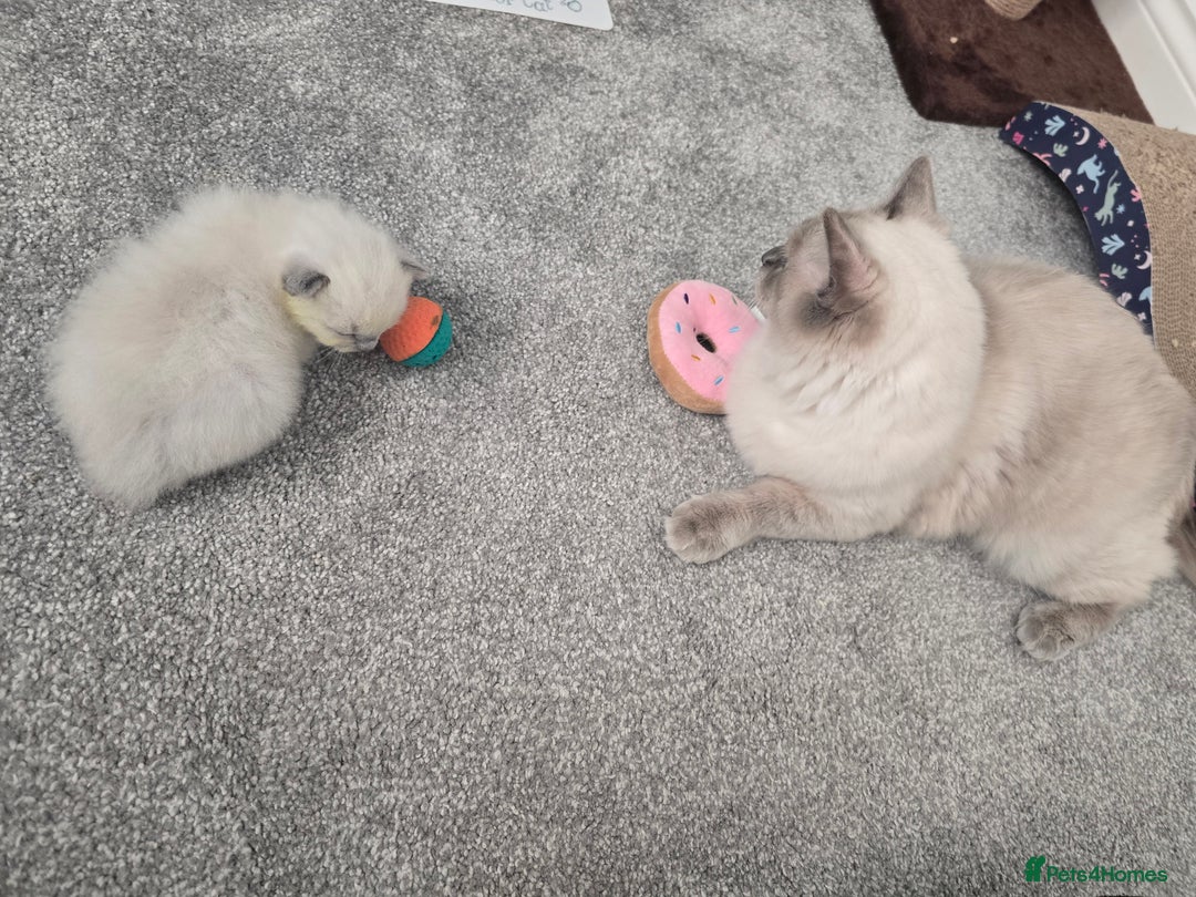 Ragdoll cats for sale: 💙 BLUEPOINT RAGDOLL BOY FOR SALE 💙 - Image 25
