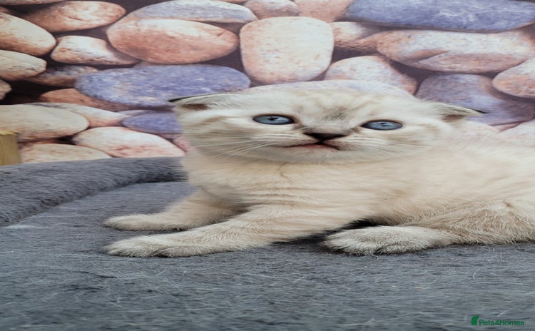 Scottish Fold cats - Advert 15