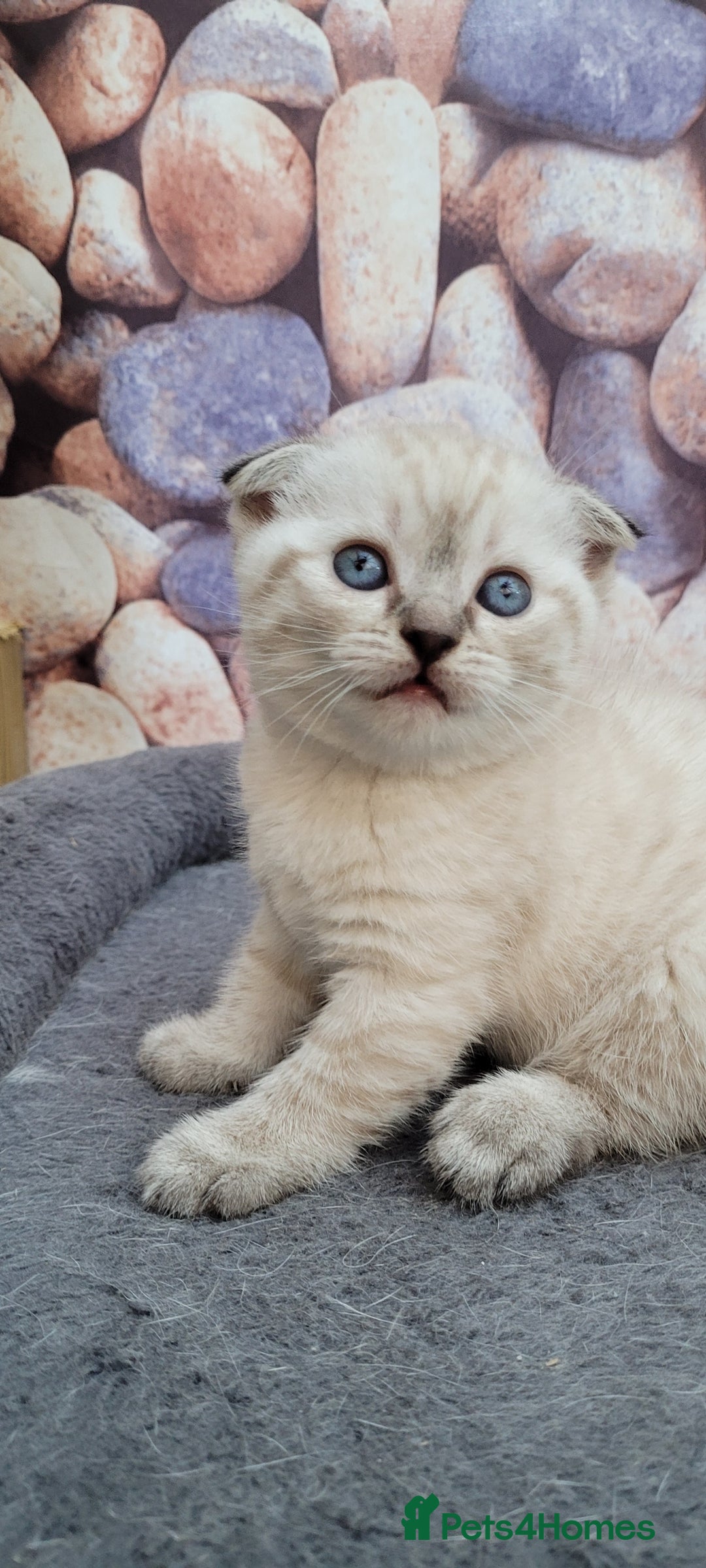 Scottish Fold cats for sale: Scottish fold kittens with blue eyes  - Image 1