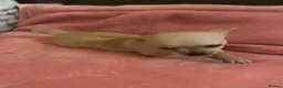 Chihuahua dogs for sale: 3 Female Chihuahua Puppies for Sale in Burnley - Advert 4