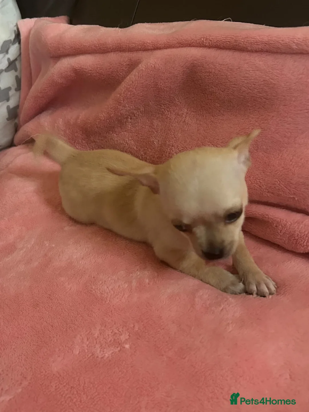 Chihuahua dogs for sale: 3 Female Chihuahua Puppies for Sale in Burnley - Advert 4