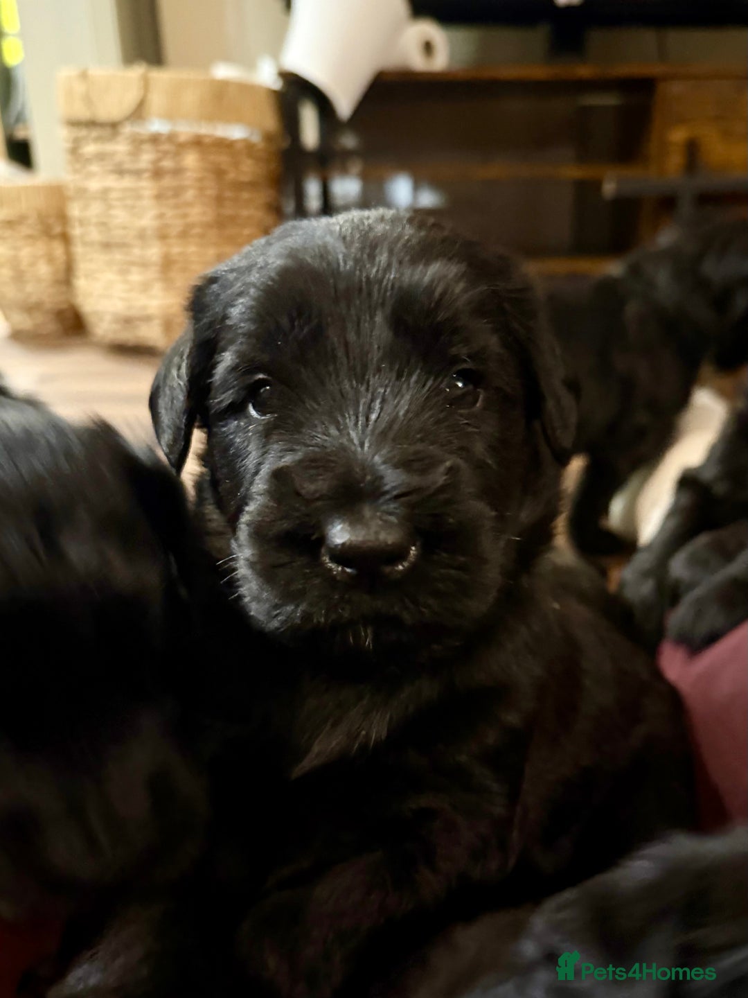 Giant Schnauzer dogs for sale: Show quality KC registered Giant Schnauzers  - Advert 7