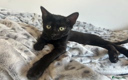 Bengal cats for sale: Two adorable Blue/Melanistic Bengal Kittens TICA  in Benfleet - Image 36