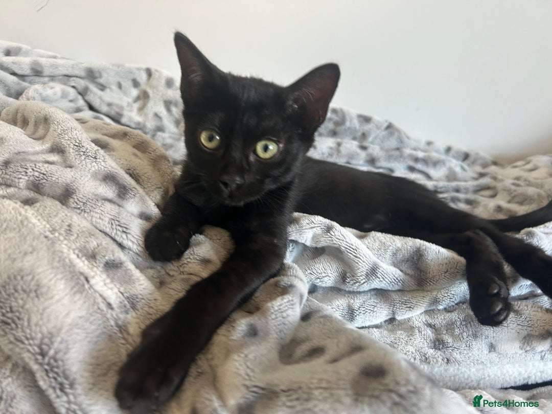 Bengal cats for sale: Two adorable Blue/Melanistic Bengal Kittens TICA  in Benfleet - Image 36