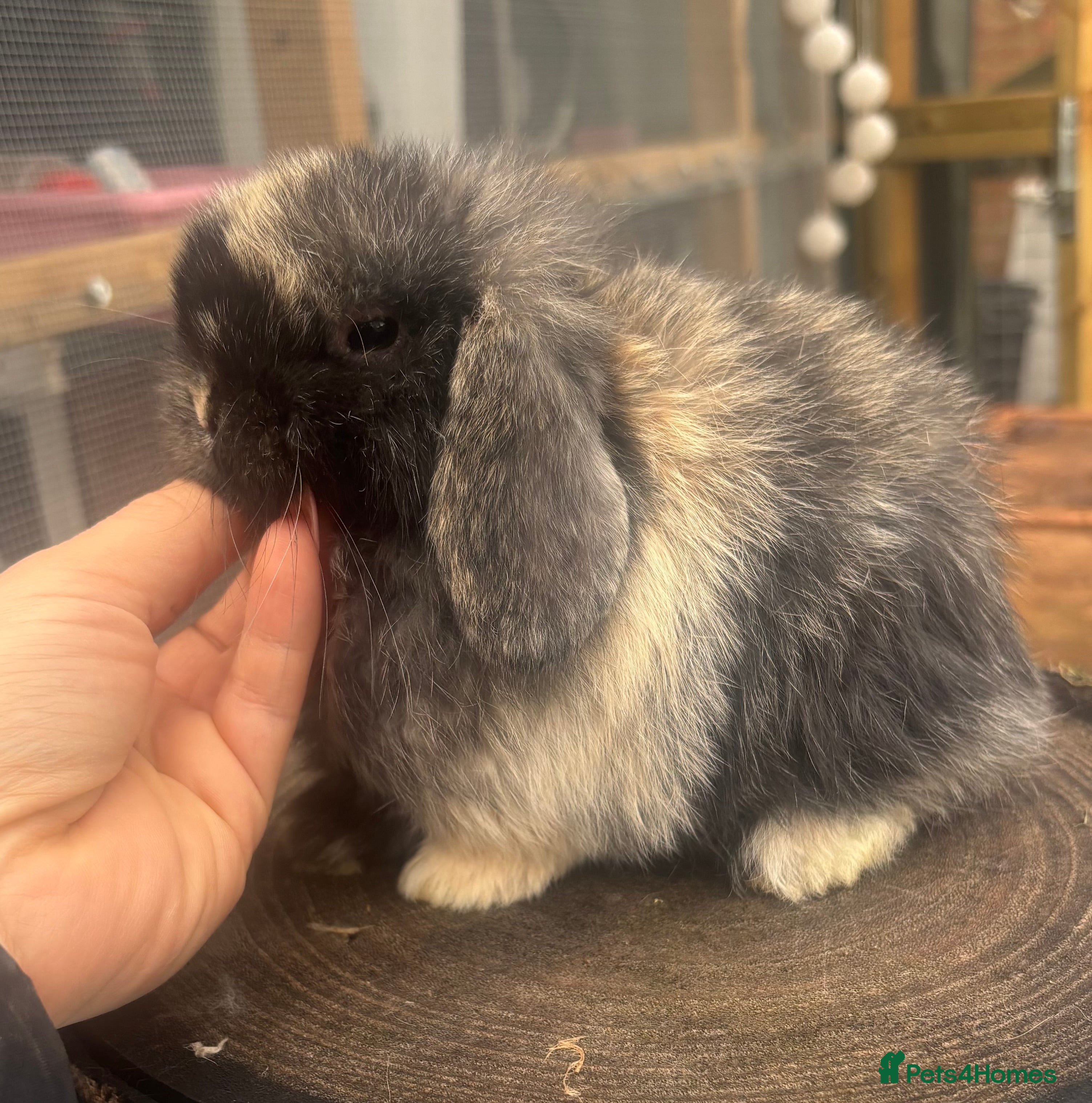 Mini Lop rabbits PURE BRED mini lops  - Advert 2