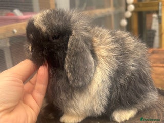Mini Lop rabbits PURE BRED mini lops - Advert 3