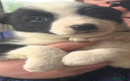 Border Collie dogs for sale: 4 Beautiful Border Collie puppies - Image 7