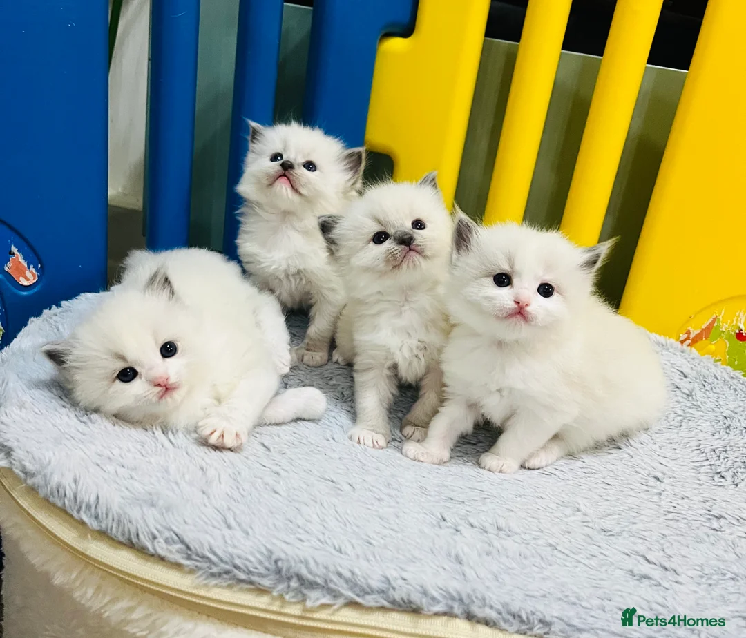 Ragdoll cats for sale: GCCF registered ragdoll kittens  - Advert 1