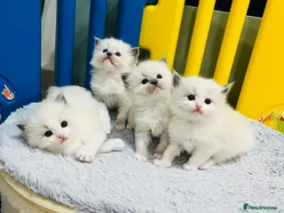 Ragdoll cats GCCF registered ragdoll kittens - Advert 3