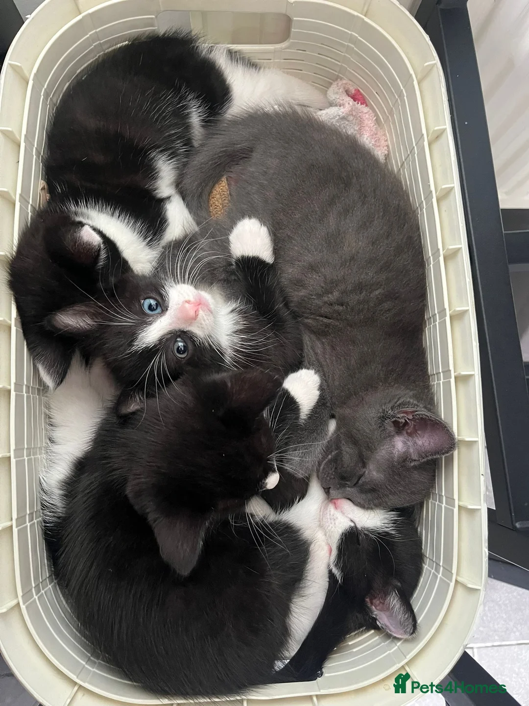 Mixed Breed cats for sale: 5 adorable little bundles of happiness - Advert 2