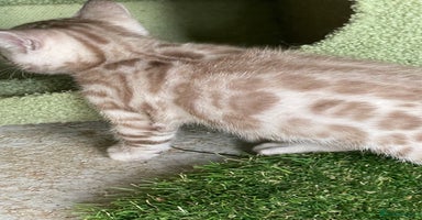 Bengal cats - Advert 7