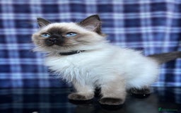 Ragdoll cats for sale: FIFe Registered Ragdoll Kittens Champion Line  - Image 4