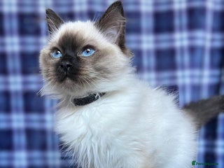 Ragdoll cats - Advert 7