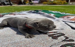 French Bulldog dogs for sale: Gorgeous French Bulldog Puppies. - Image 6