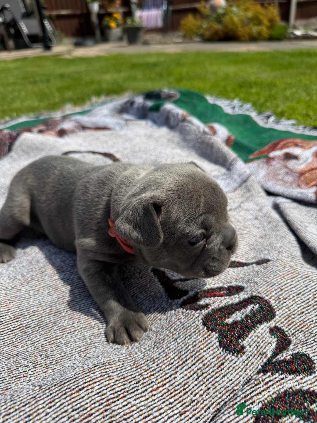 French Bulldog dogs for sale: Gorgeous French Bulldog Puppies. - Image 6
