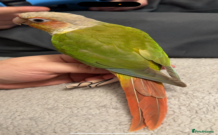 Conures birds - Advert 1