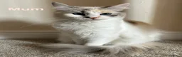 Maine Coon cats for sale: Maine Coon x Persian/Ragdoll Mix - Advert 19