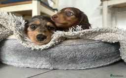 Miniature Dachshund dogs for sale: Long haired mini male dachshunds pups KC reg  - Image 11