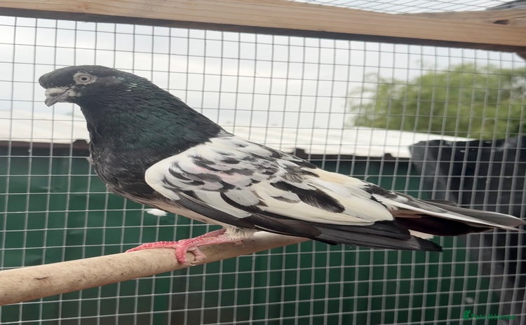 Pigeons birds - Advert 4