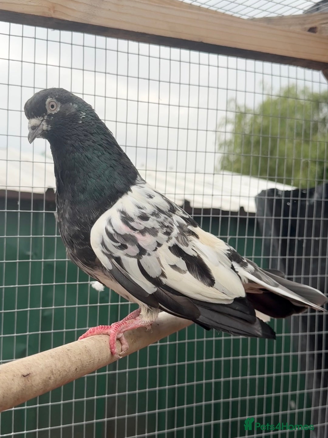 Pigeons birds for sale: X34 Pakistani Pigeons to go - Image 1