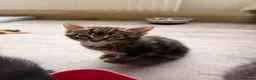 Mixed Breed cats for sale: Very cute and cuddly kittens  - Advert 5