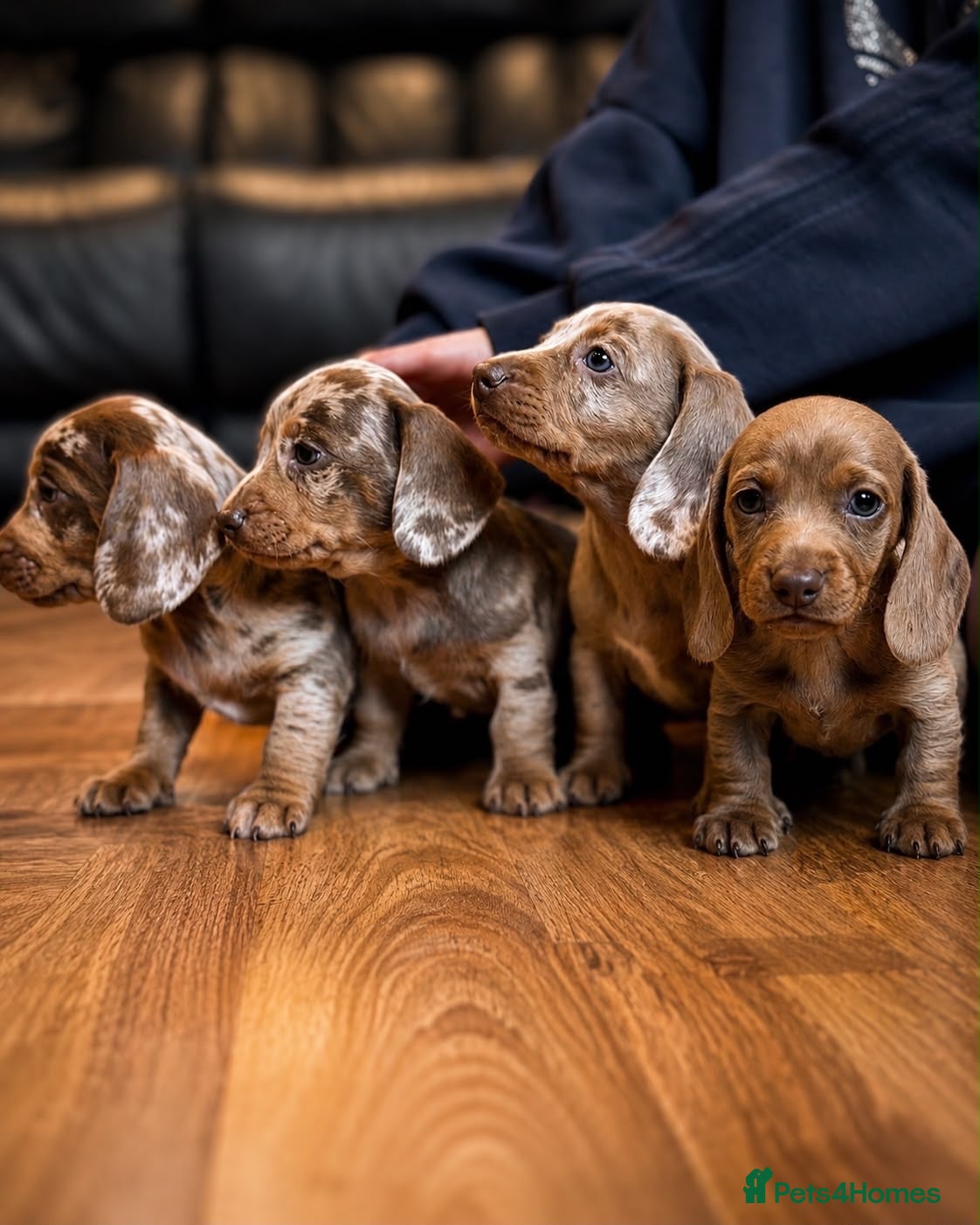 Miniature Dachshund dogs 4 miniature KC dachshund puppy’s  - Advert 1