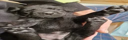 Labrador Retriever dogs for sale: Black Lab Pups INT FT Ch Sire Champion Bloodlines - Advert 29