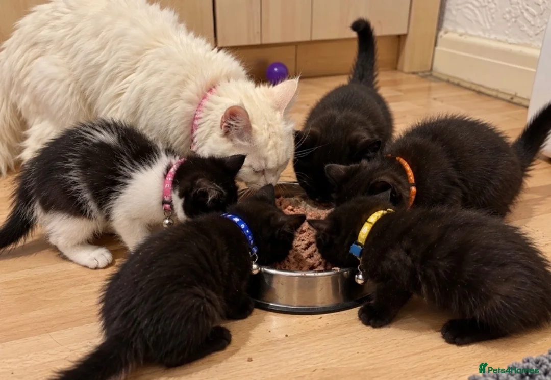 Mixed Breed cats for sale: Maine Coon Part Breds - Advert 2