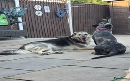 Mixed Breed dogs for adoption: Abbie is saying hi  - Image 3
