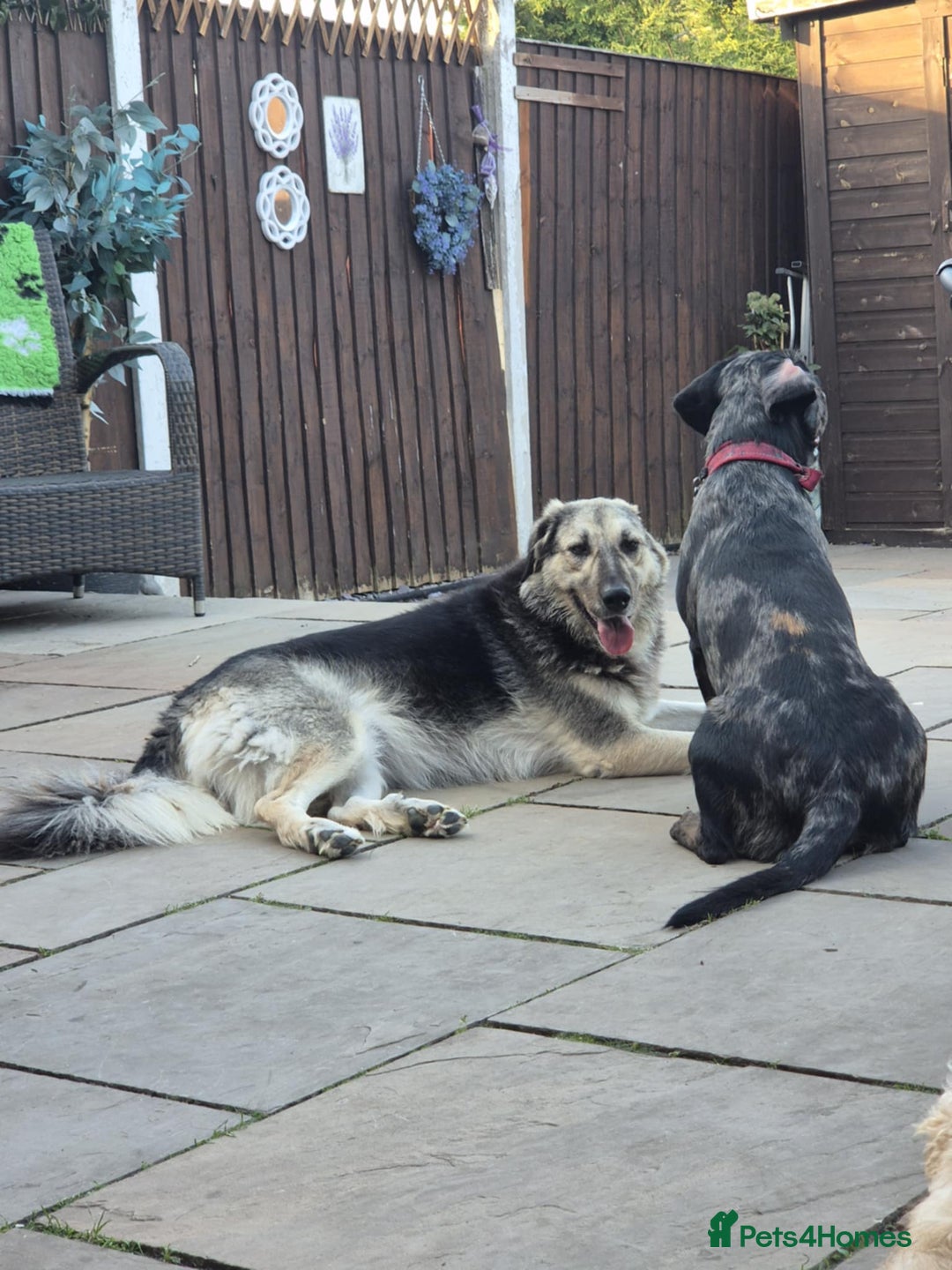 Mixed Breed dogs for adoption: Abbie is saying hi  - Image 3