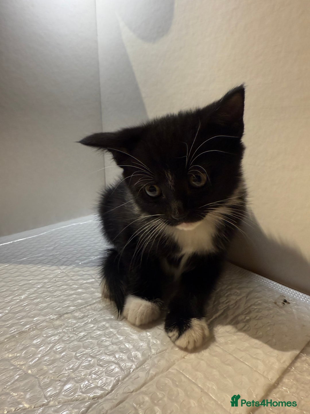 Korat cats for sale: Cute playful kittens ready for their new home 🖤🤍 - Advert 30