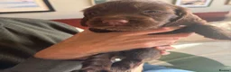 Sprocker dogs for sale: Gorgeous Chocolate Cocker Spaniel Puppies in Shrewsbury - Advert 21